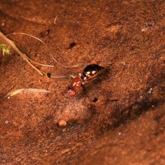 Mycetaulus bipunctatus