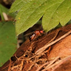 Mycetaulus bipunctatus