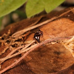 Mycetaulus bipunctatus