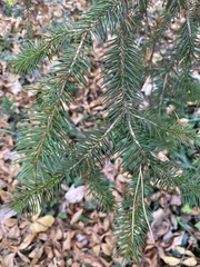 Picea glauca densata