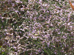 Limonium brevipetiolatum
