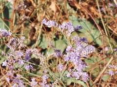 Limonium brevipetiolatum