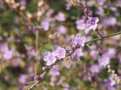 Limonium brevipetiolatum