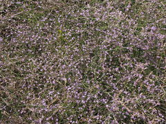 Limonium brevipetiolatum