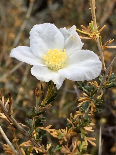 Apache plume