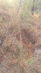 Muhlenbergia expansa