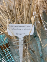 Triticum monococcum