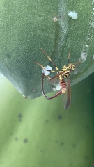 Toxotrypana curvicauda