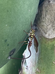 Toxotrypana curvicauda