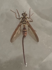 Toxotrypana curvicauda