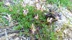 Trifolium wigginsii