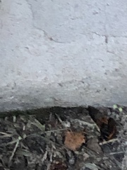 Periplaneta australasiae