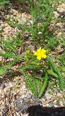 Potentilla luteosericea