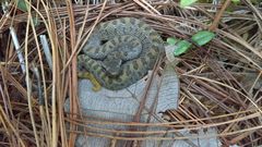 Crotalus armstrongi