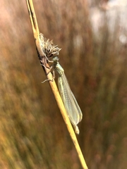 Xanthocnemis zealandica