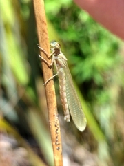 Xanthocnemis zealandica