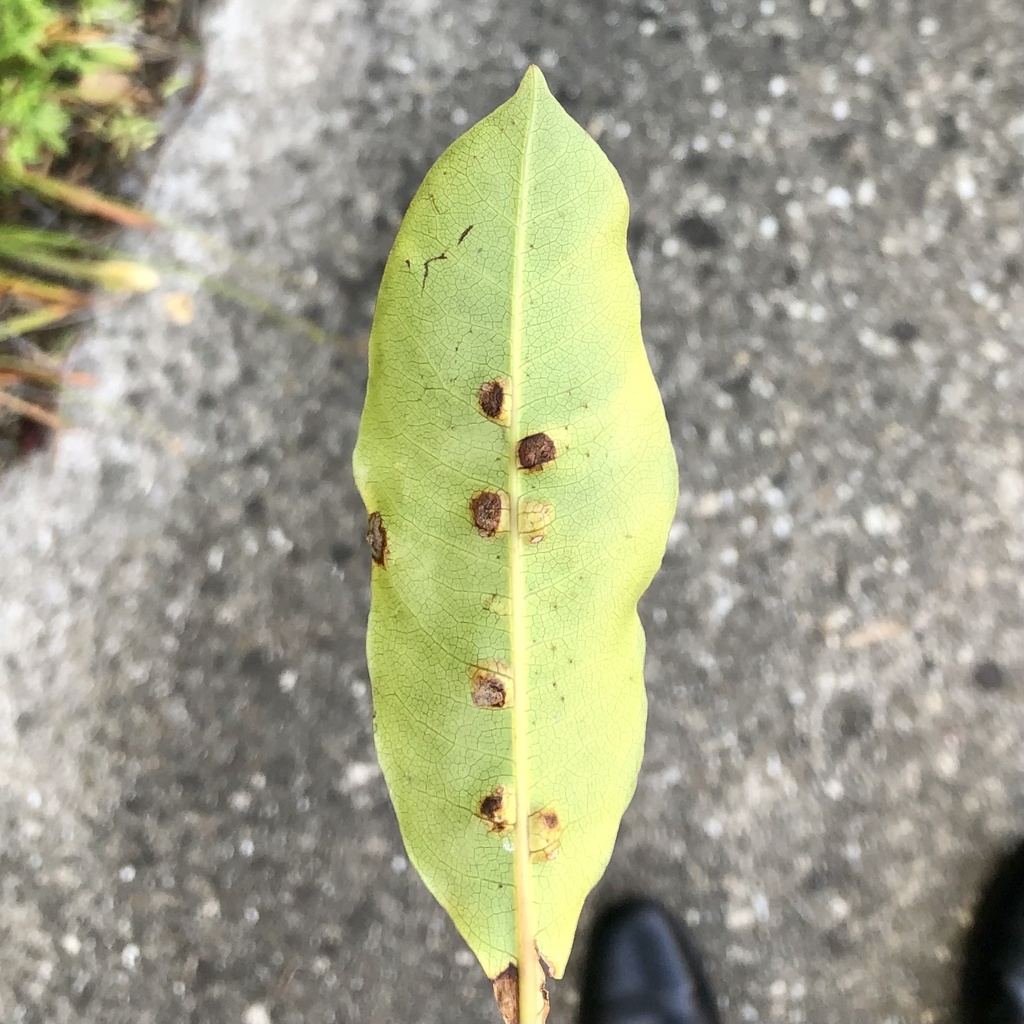 Pittosporum leaf-gall fly