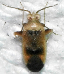 Parthenicus juniperi