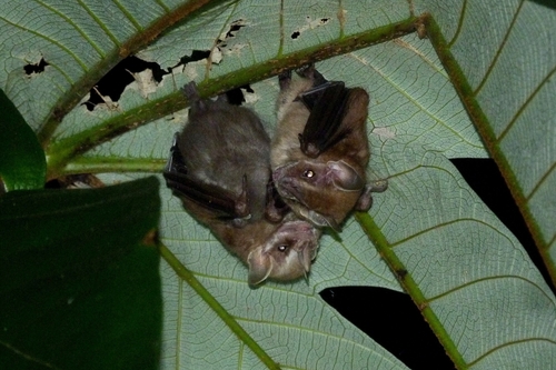 Southern Little Yellow-eared Bat