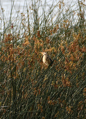 Ixobrychus involucris