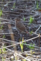 Passerella iliaca iliaca