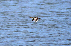 Ixobrychus involucris