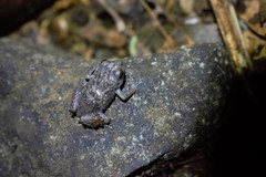 Diasporus anthrax