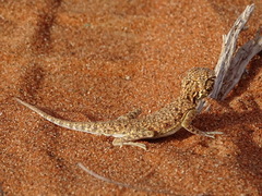 Phrynocephalus arabicus