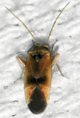 Parthenicus juniperi