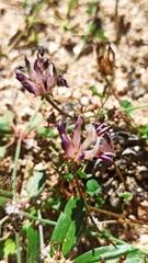 Trifolium wigginsii