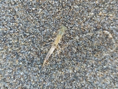 Xanthocnemis zealandica