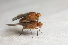 Suillia convergens
