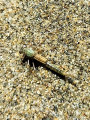 Xanthocnemis zealandica