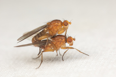 Suillia convergens