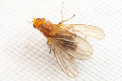 Suillia convergens