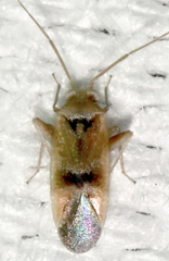 Parthenicus juniperi