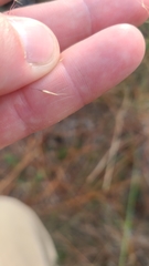 Muhlenbergia expansa