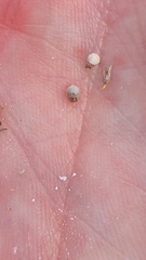 Scleria ciliata
