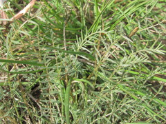 Astragalus corniculatus