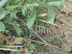 Astragalus corniculatus