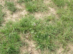 Astragalus corniculatus