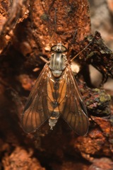 Rhagio vitripennis