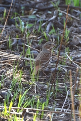 Passerella iliaca iliaca