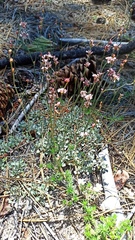 Eriogonum wrightii oresbium