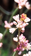 Eriogonum wrightii oresbium