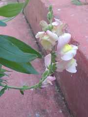 Antirrhinum majus