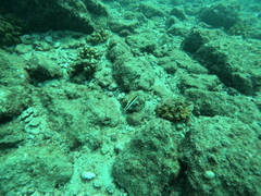 Serranus psittacinus