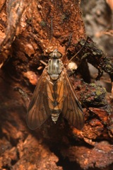 Rhagio vitripennis