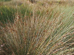 Juncus