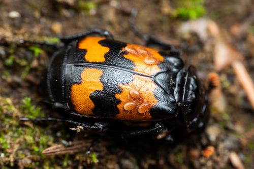 Carrion Beetle Mites